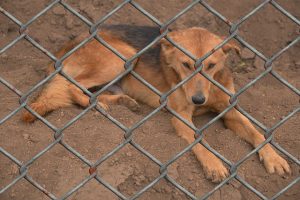 Hund hinter Maschendrahtzaun